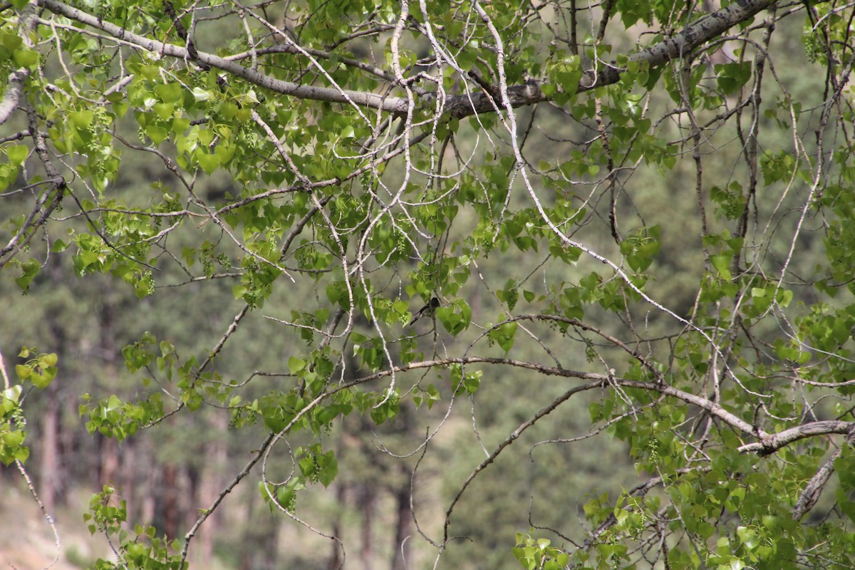 Western Wood-Pewee - ML620870989