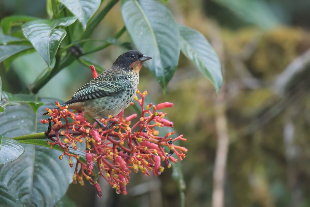 Rufous-throated Tanager - ML620870990