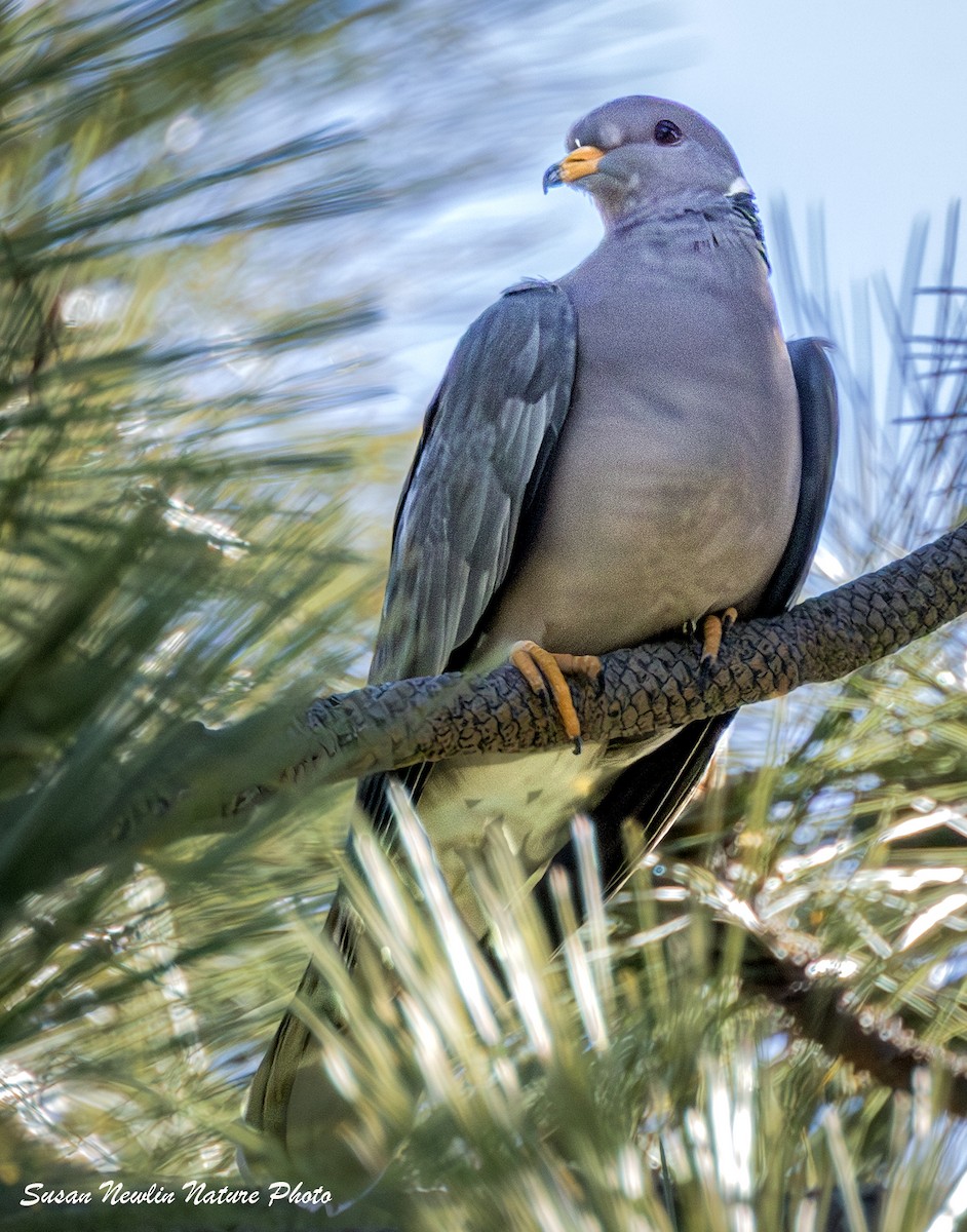 Band-tailed Pigeon - ML620870991
