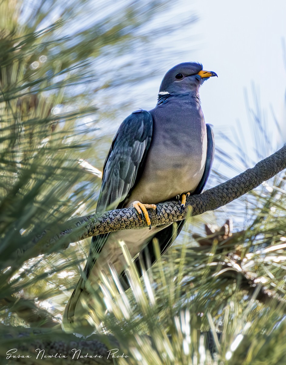 Band-tailed Pigeon - ML620870992