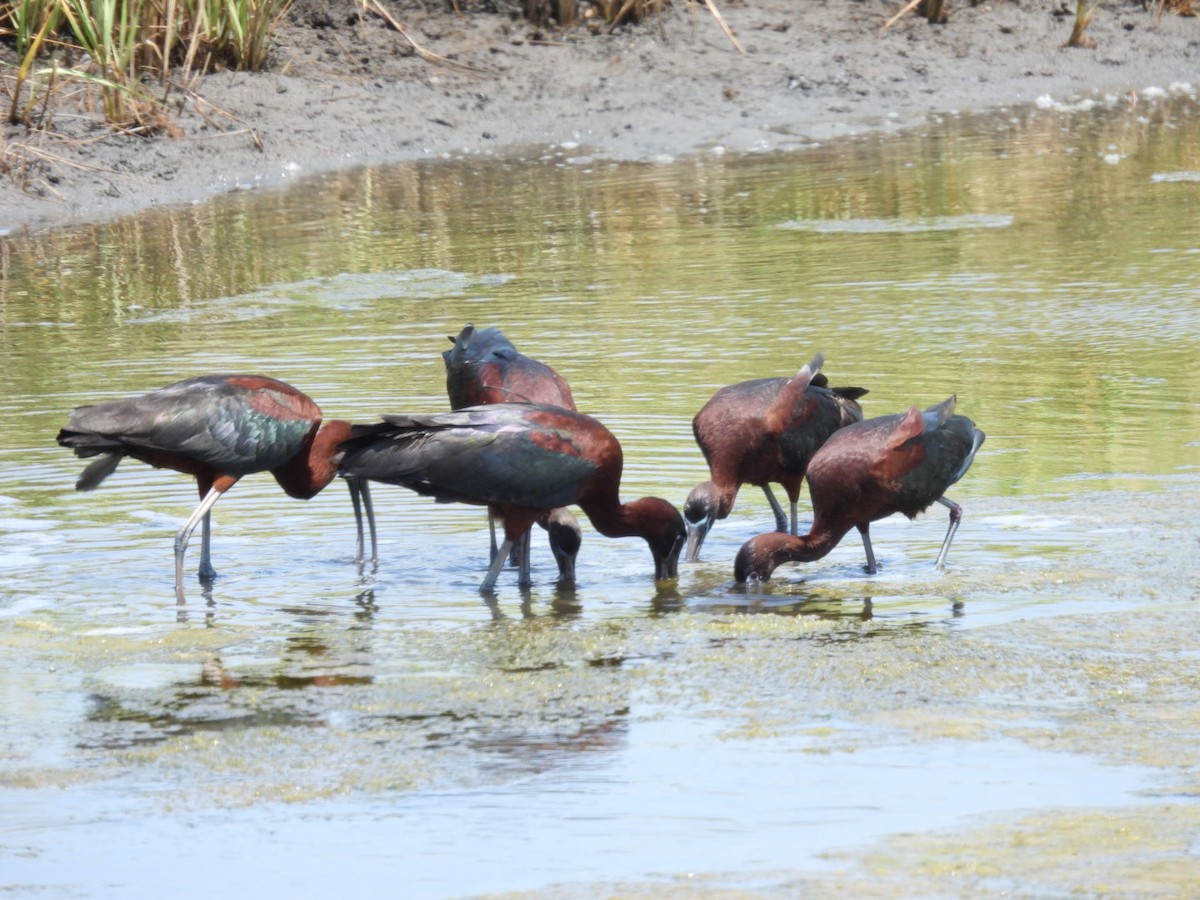 Glossy Ibis - ML620870998