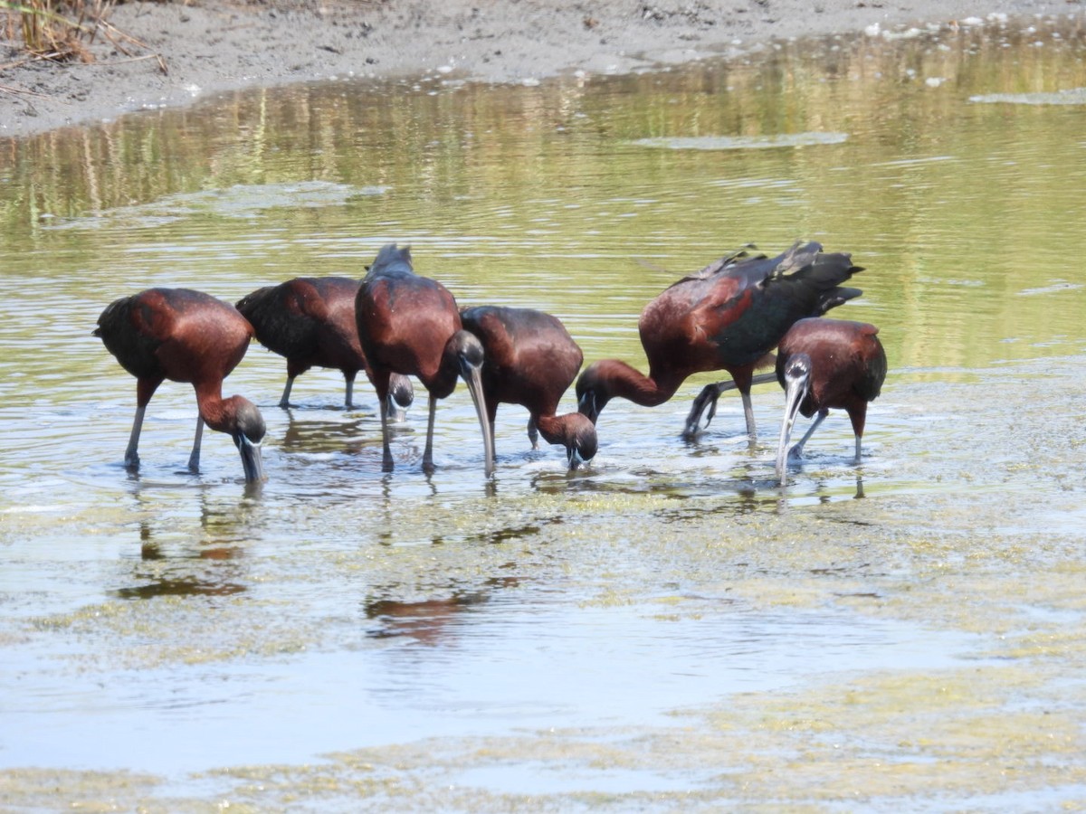 ibis hnědý - ML620871000