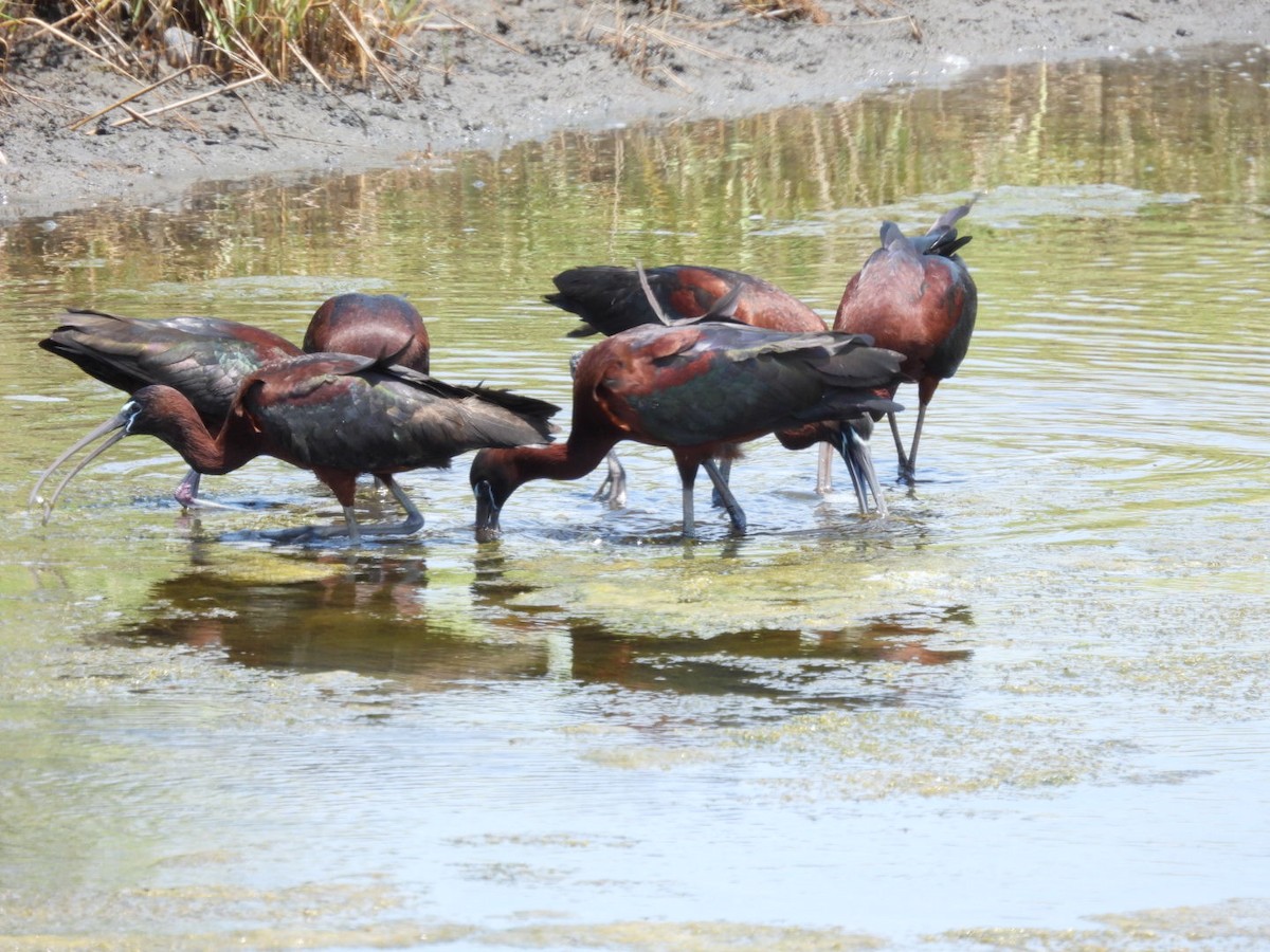 ibis hnědý - ML620871003