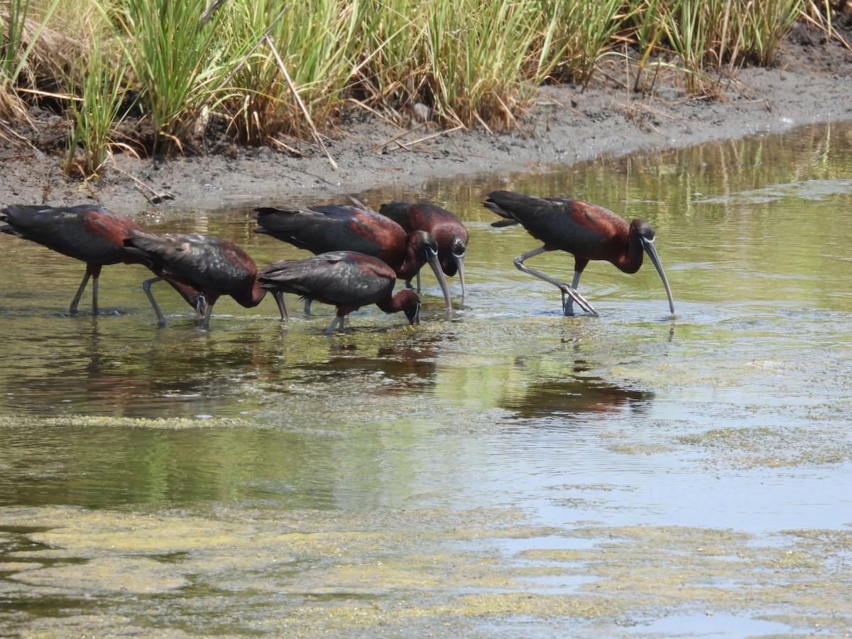 Glossy Ibis - Donna Ortuso