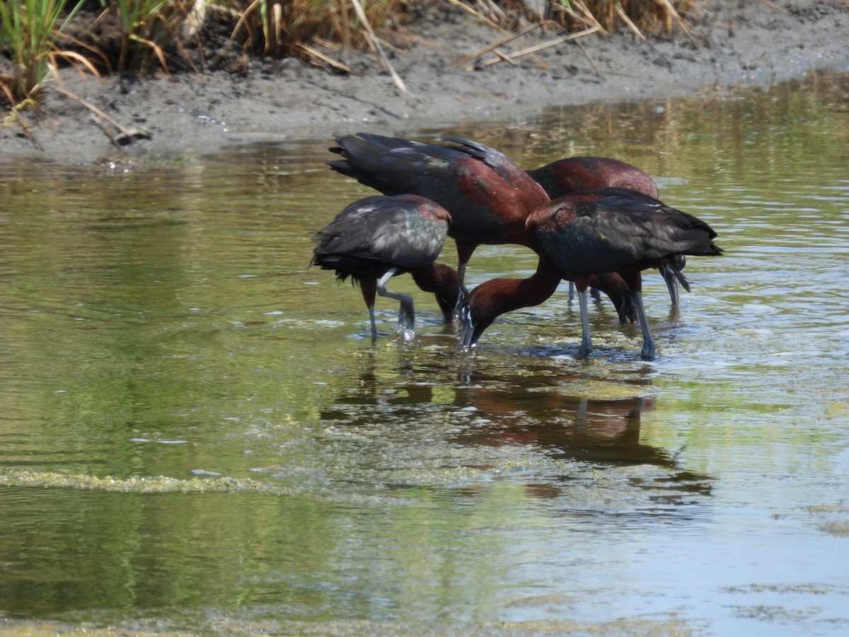 ibis hnědý - ML620871005