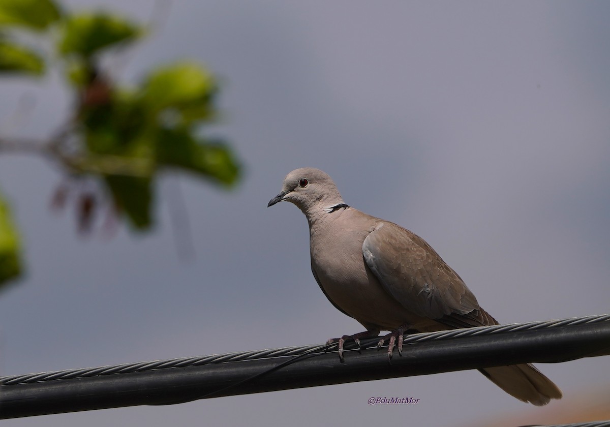 Eurasian Collared-Dove - ML620871008