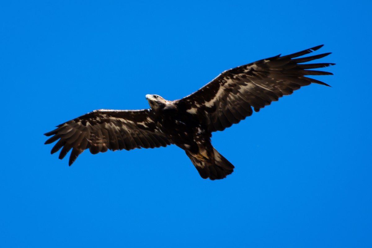 Águila Real - ML620871014