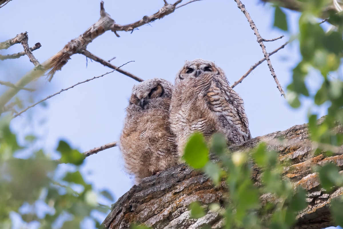 Great Horned Owl - ML620871018