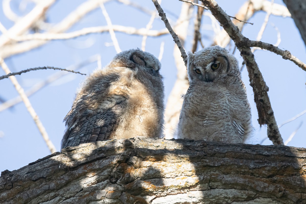 Great Horned Owl - ML620871022