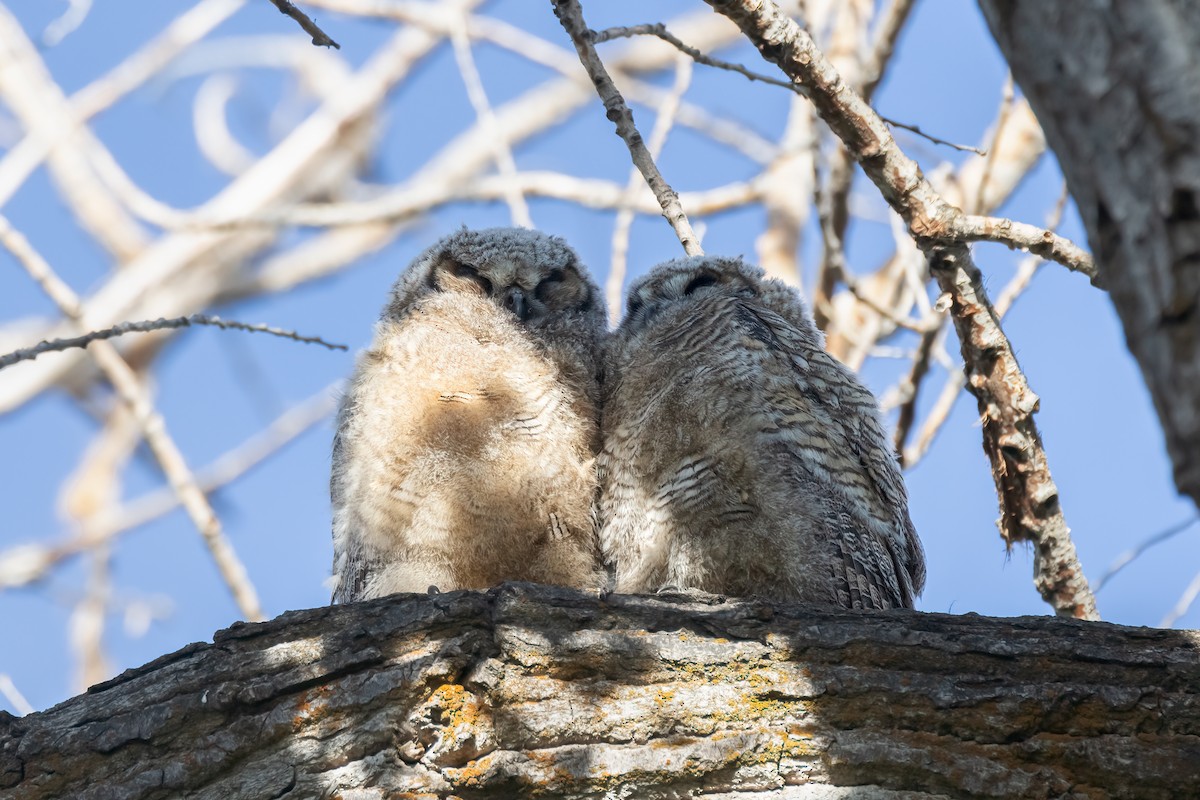 Great Horned Owl - ML620871023