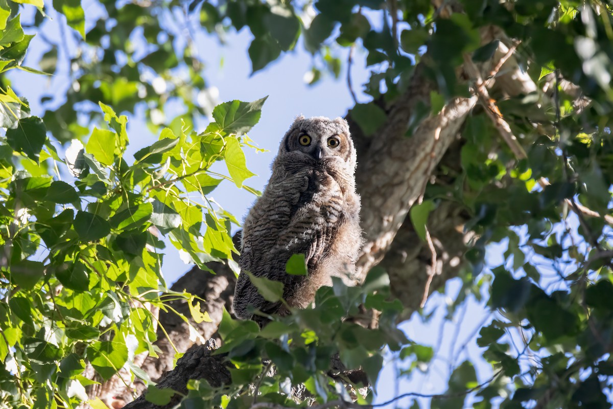 Great Horned Owl - ML620871024