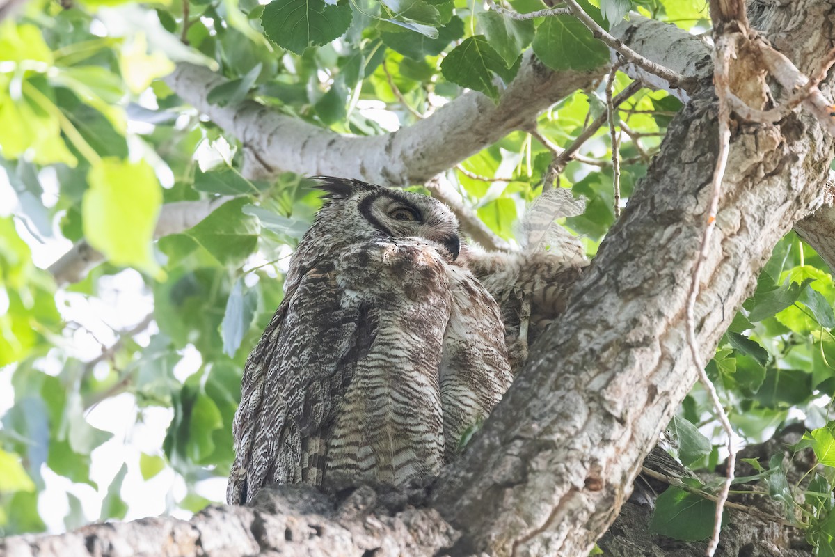 Great Horned Owl - ML620871025