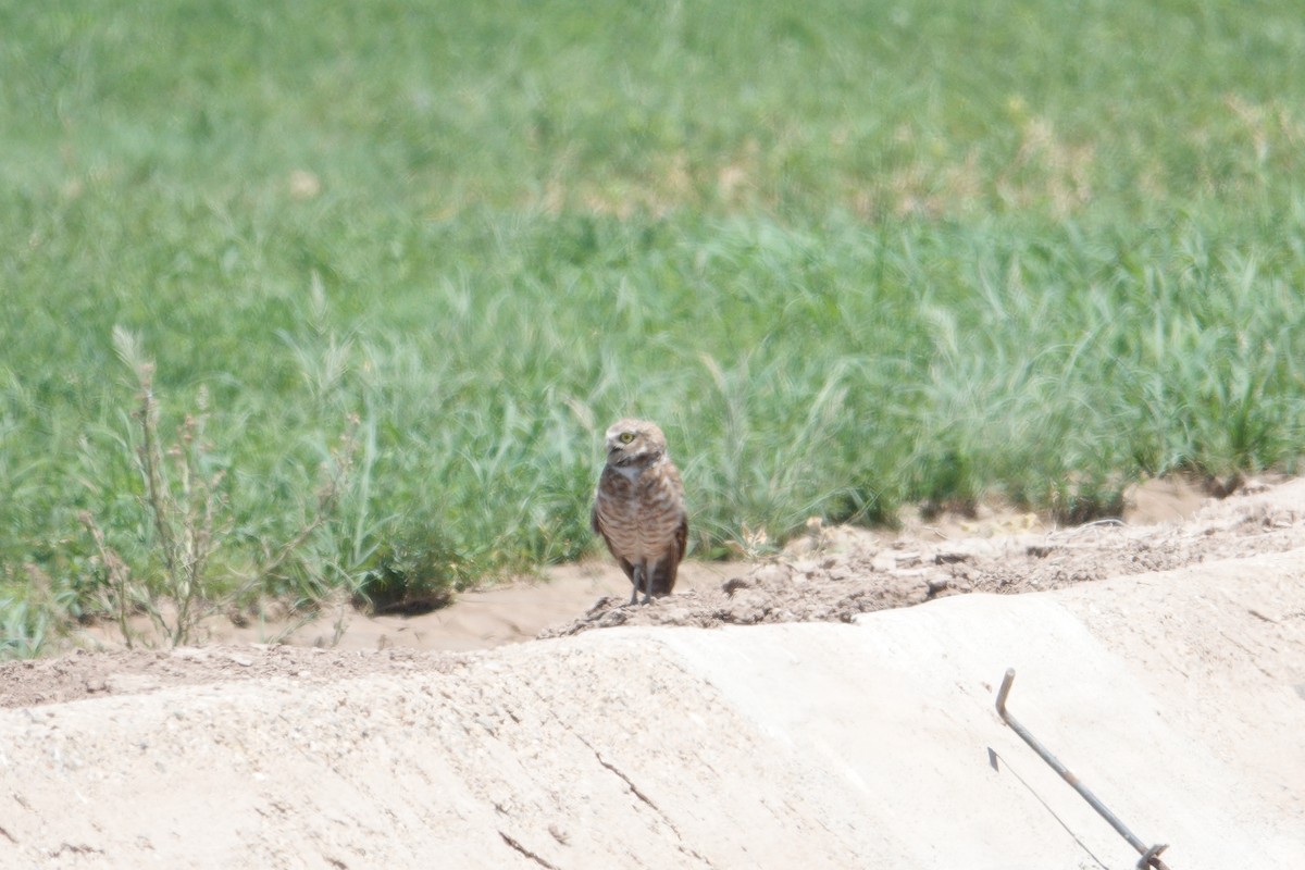 Burrowing Owl - Stephen G.