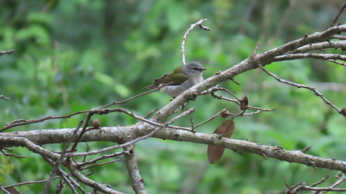 Tennessee Warbler - ML620871029