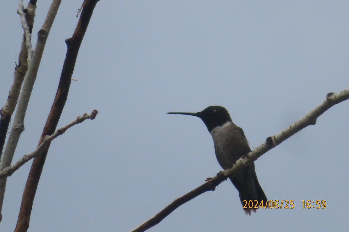 Black-chinned Hummingbird - ML620871030