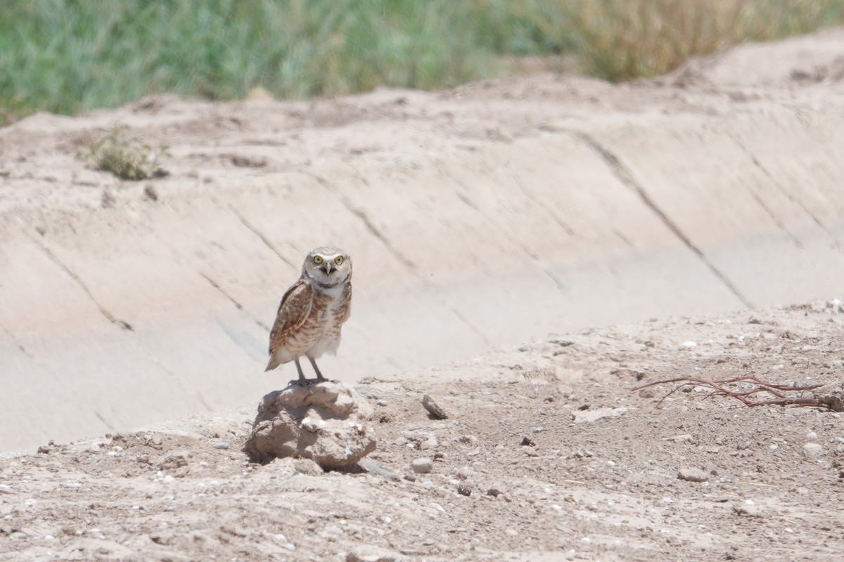 Burrowing Owl - Stephen G.