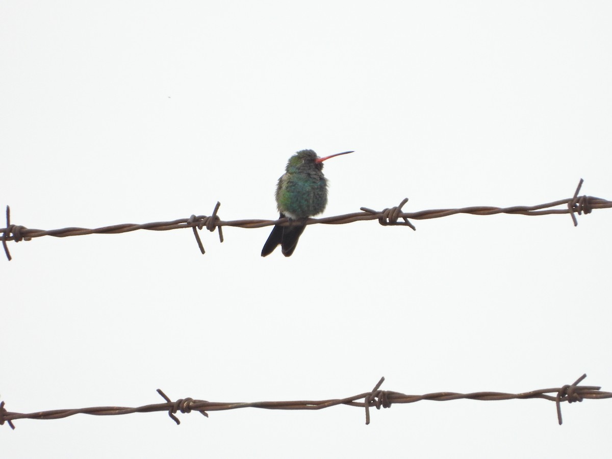 Colibrí Piquiancho Común - ML620871032