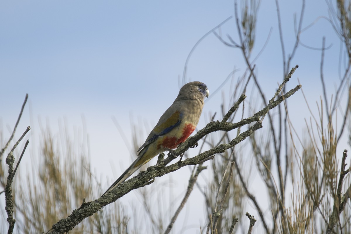 Mavi Yüzlü Papağan (haematogaster/pallescens) - ML620871039