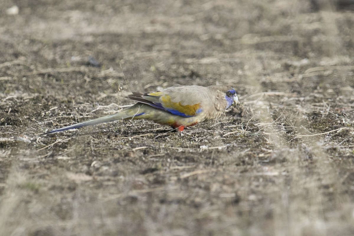 Perruche à bonnet bleu (haematogaster/pallescens) - ML620871041