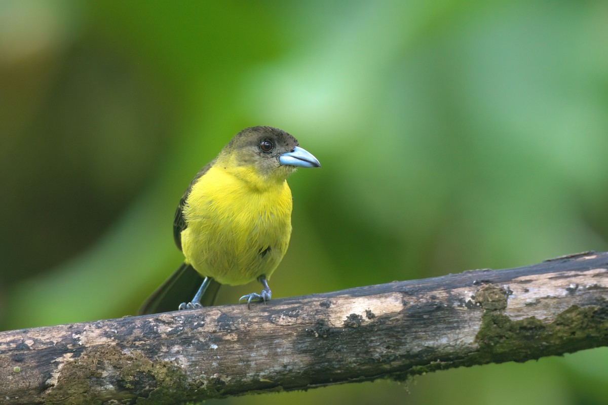 Flame-rumped Tanager - ML620871043