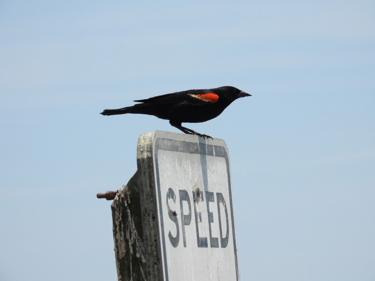 Red-winged Blackbird - ML620871054