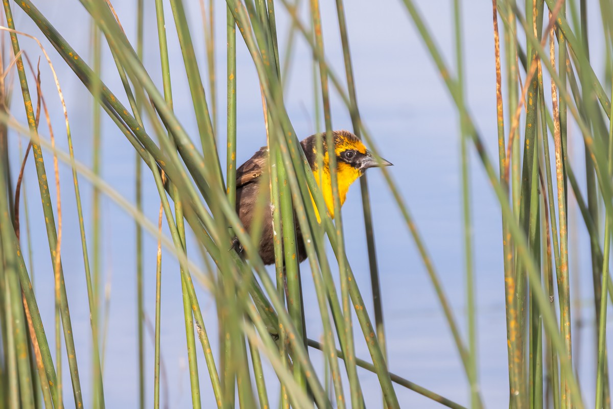 Yellow-headed Blackbird - ML620871056