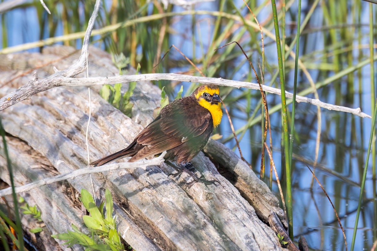 Yellow-headed Blackbird - ML620871057