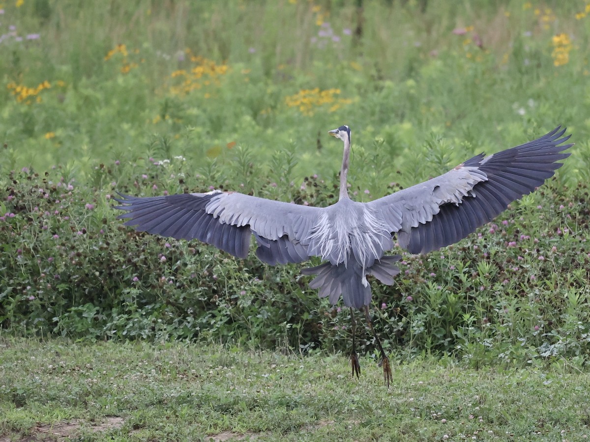 Great Blue Heron - ML620871065