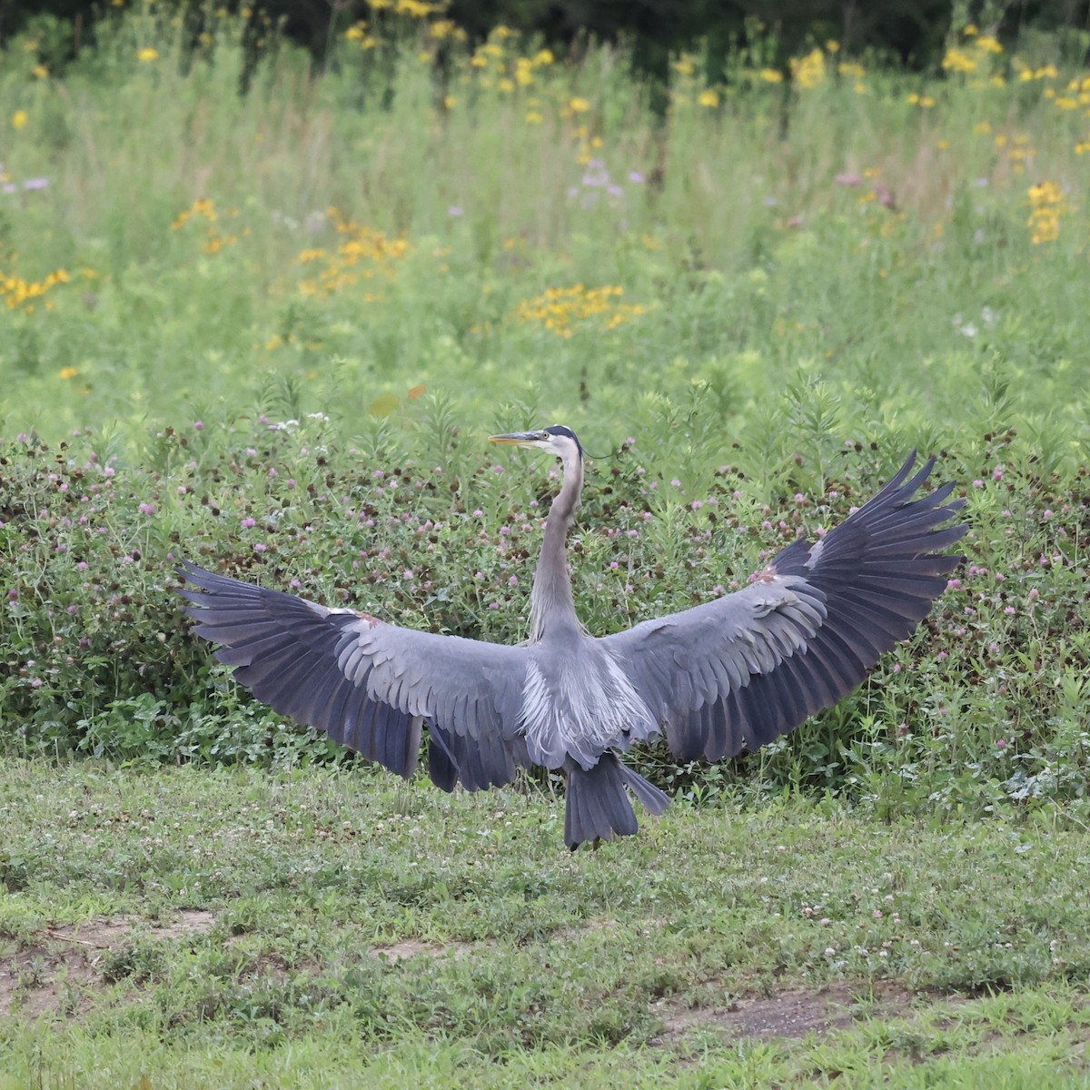 Great Blue Heron - ML620871066