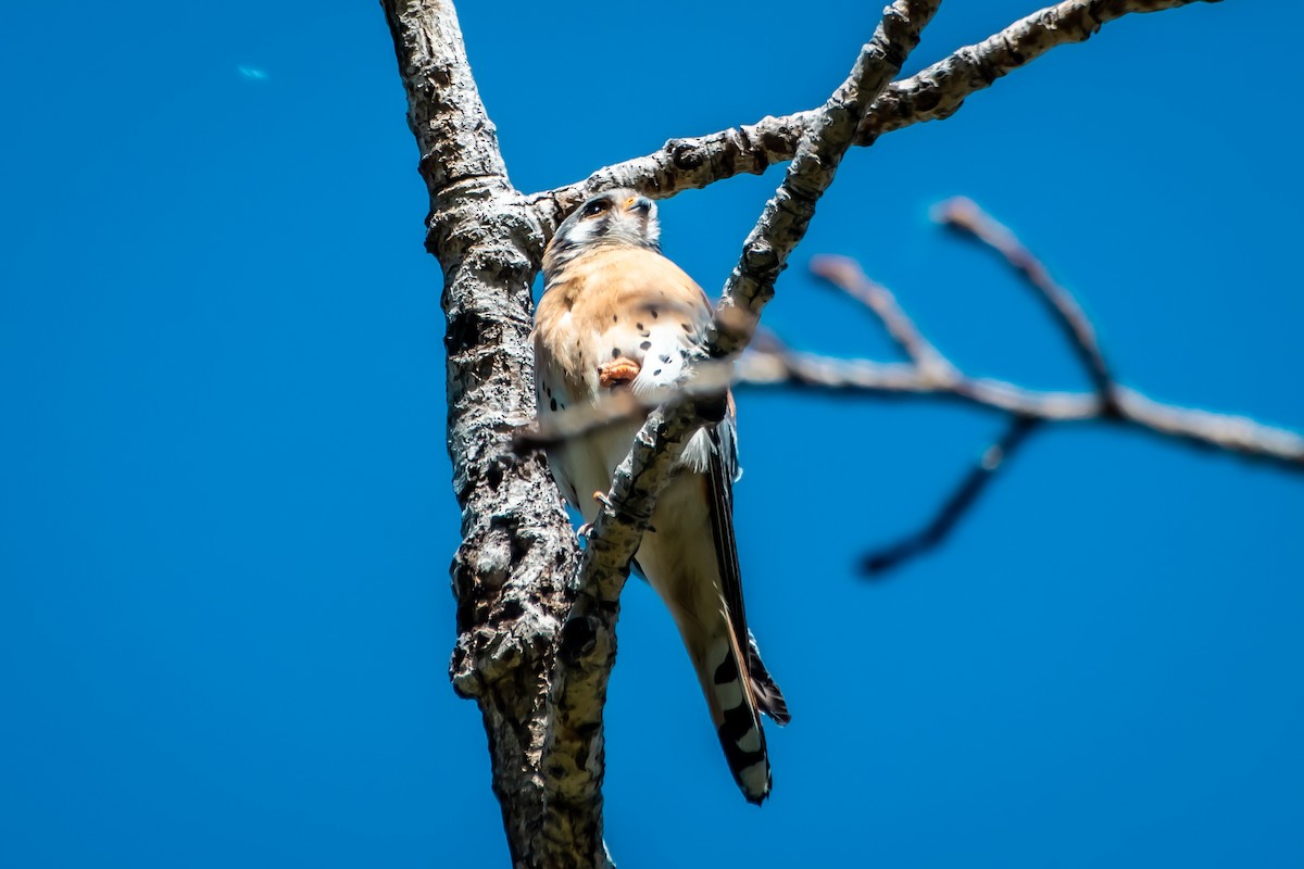 American Kestrel - ML620871068