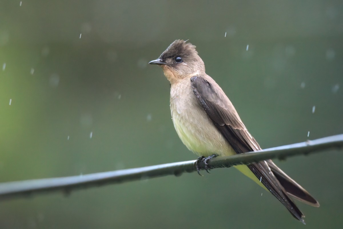 Southern Rough-winged Swallow - ML620871072
