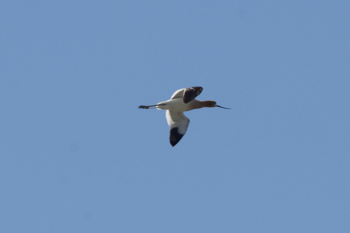 American Avocet - ML620871073