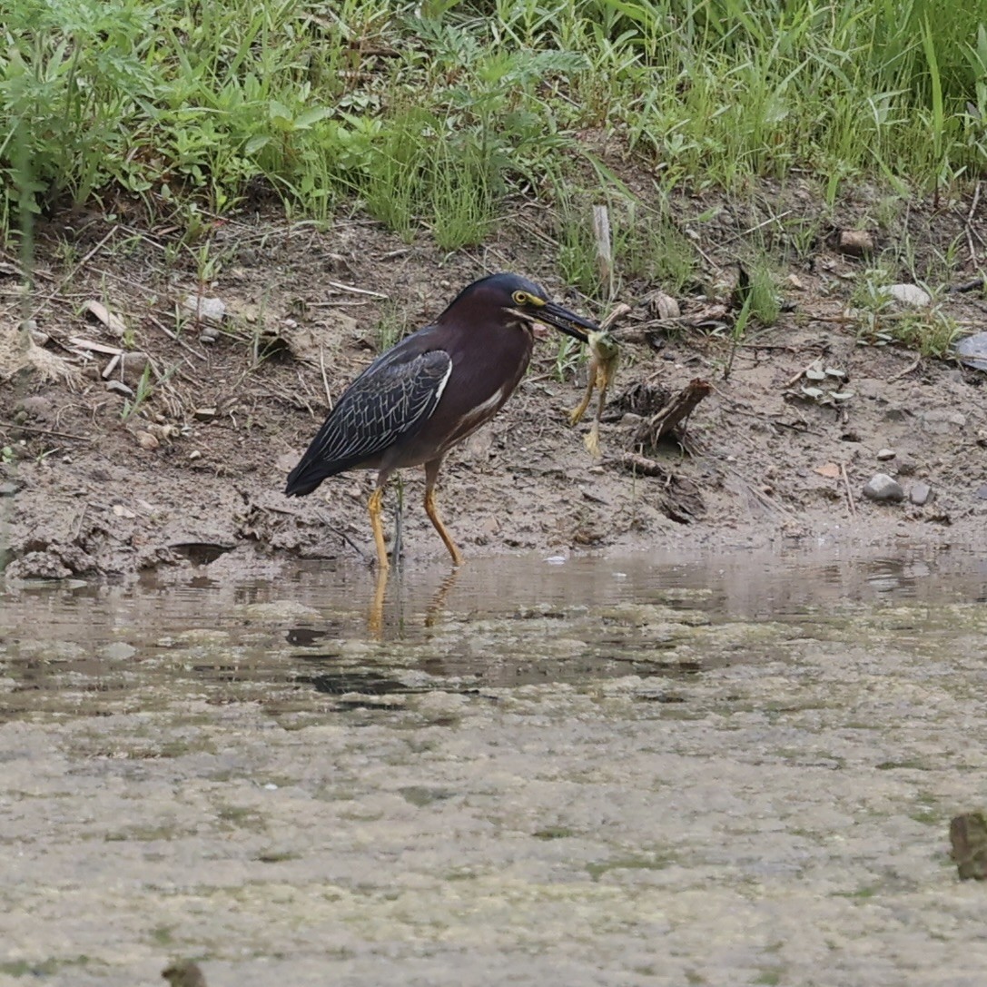 Green Heron - Michael Burkhart