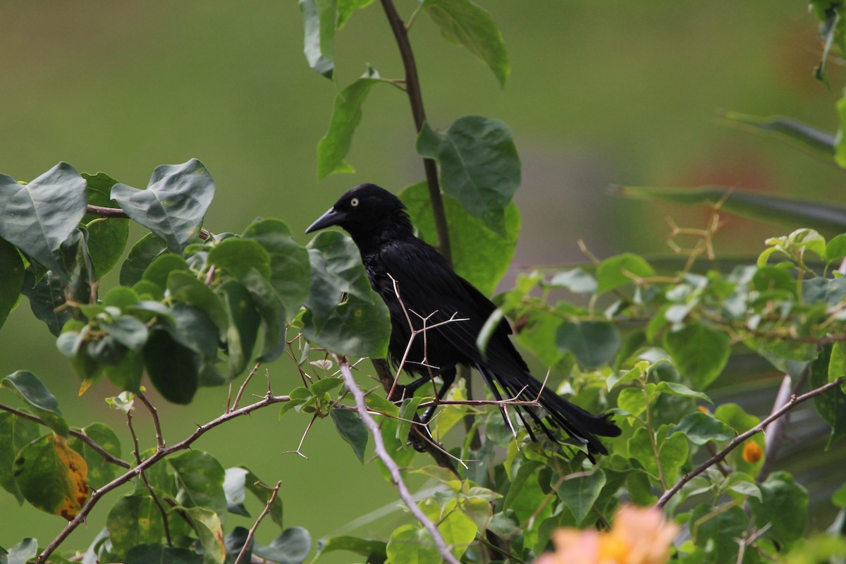 Greater Antillean Grackle - ML620871078