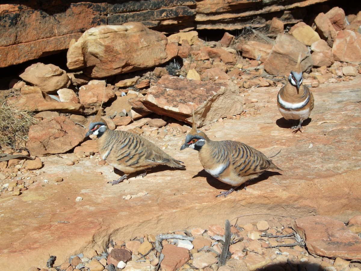 Spinifex Pigeon - ML620871083