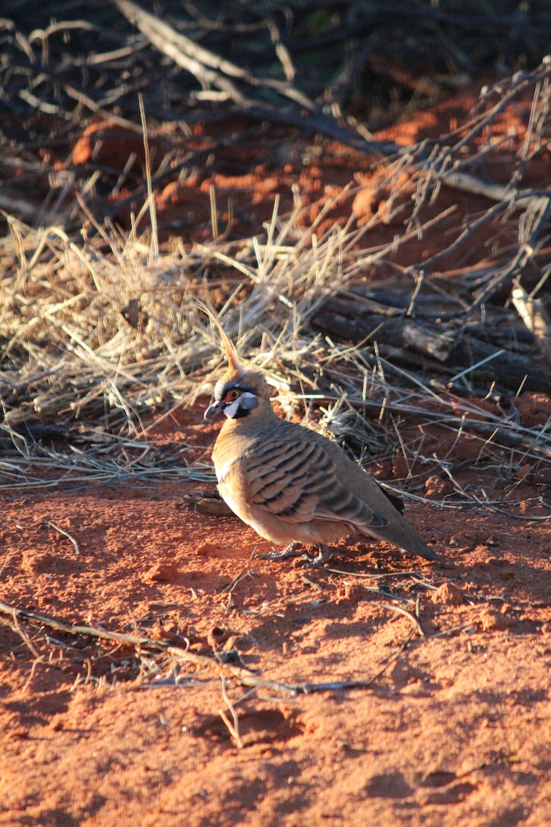 Spinifex Pigeon - ML620871084
