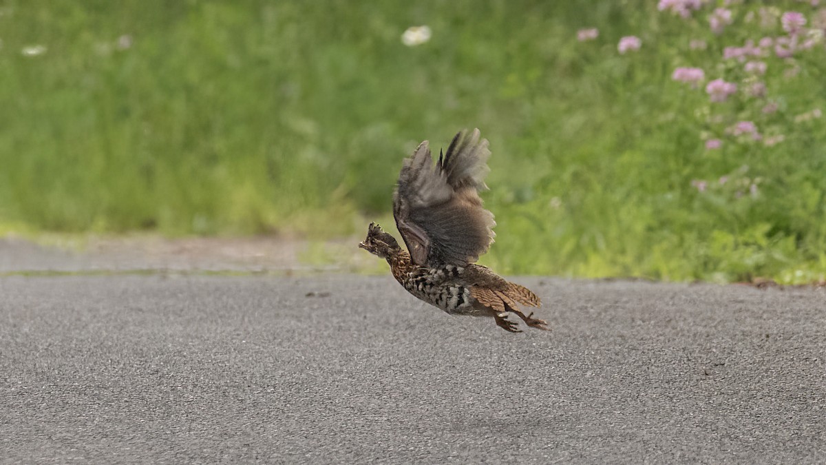 Ruffed Grouse - ML620871089