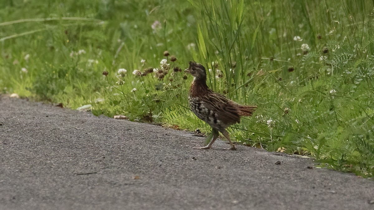 Ruffed Grouse - ML620871090