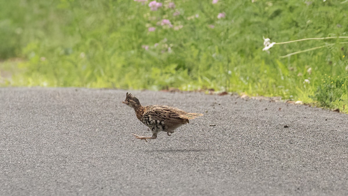 Ruffed Grouse - R Miller