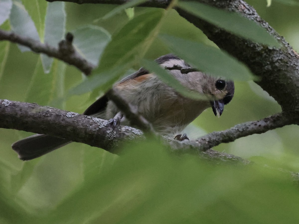 Tufted Titmouse - ML620871092