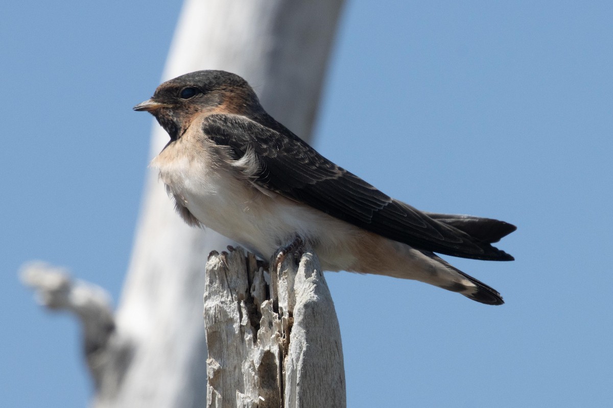 Cliff Swallow - ML620871095