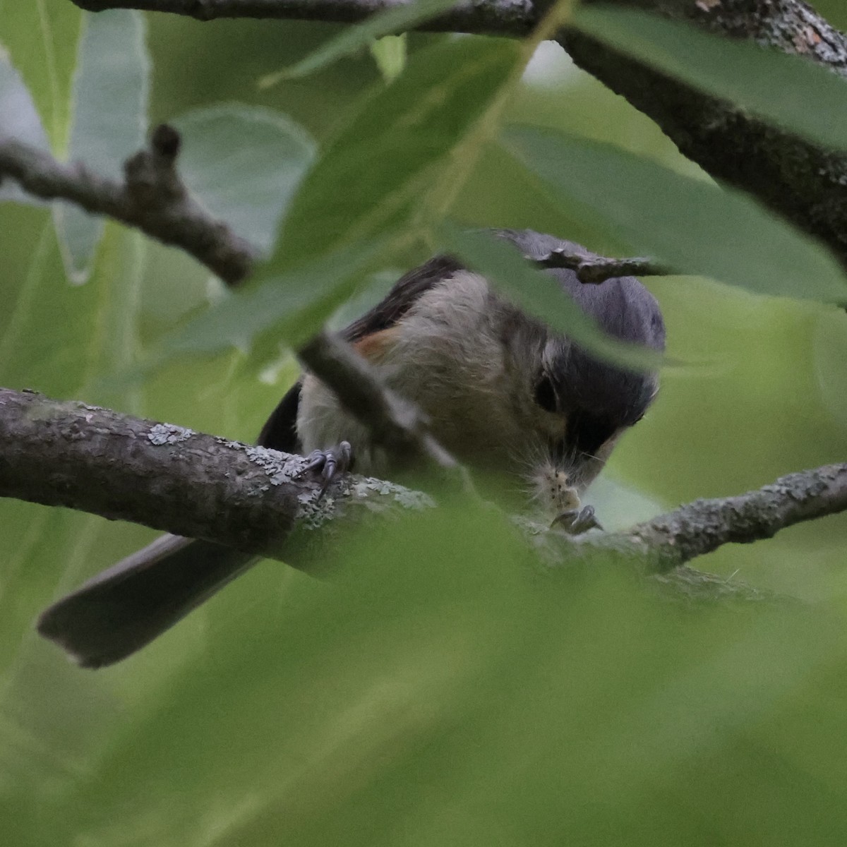 Tufted Titmouse - ML620871099