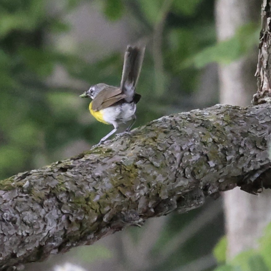 Yellow-breasted Chat - ML620871102