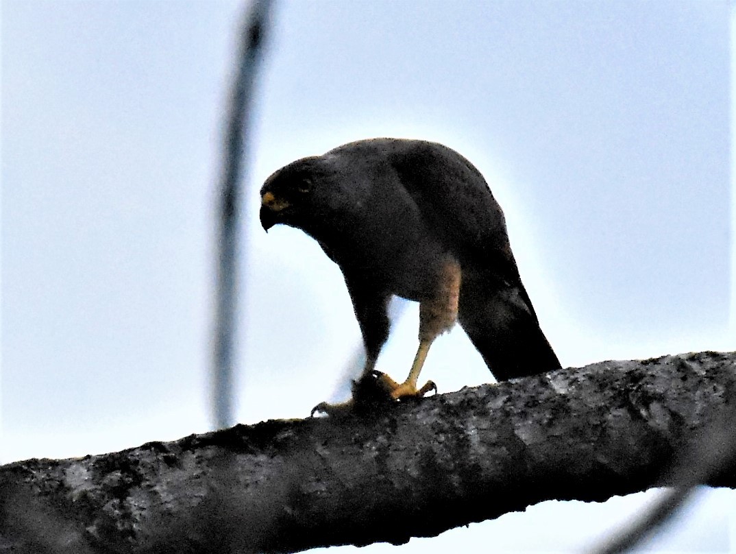 Roadside Hawk - ML620871103