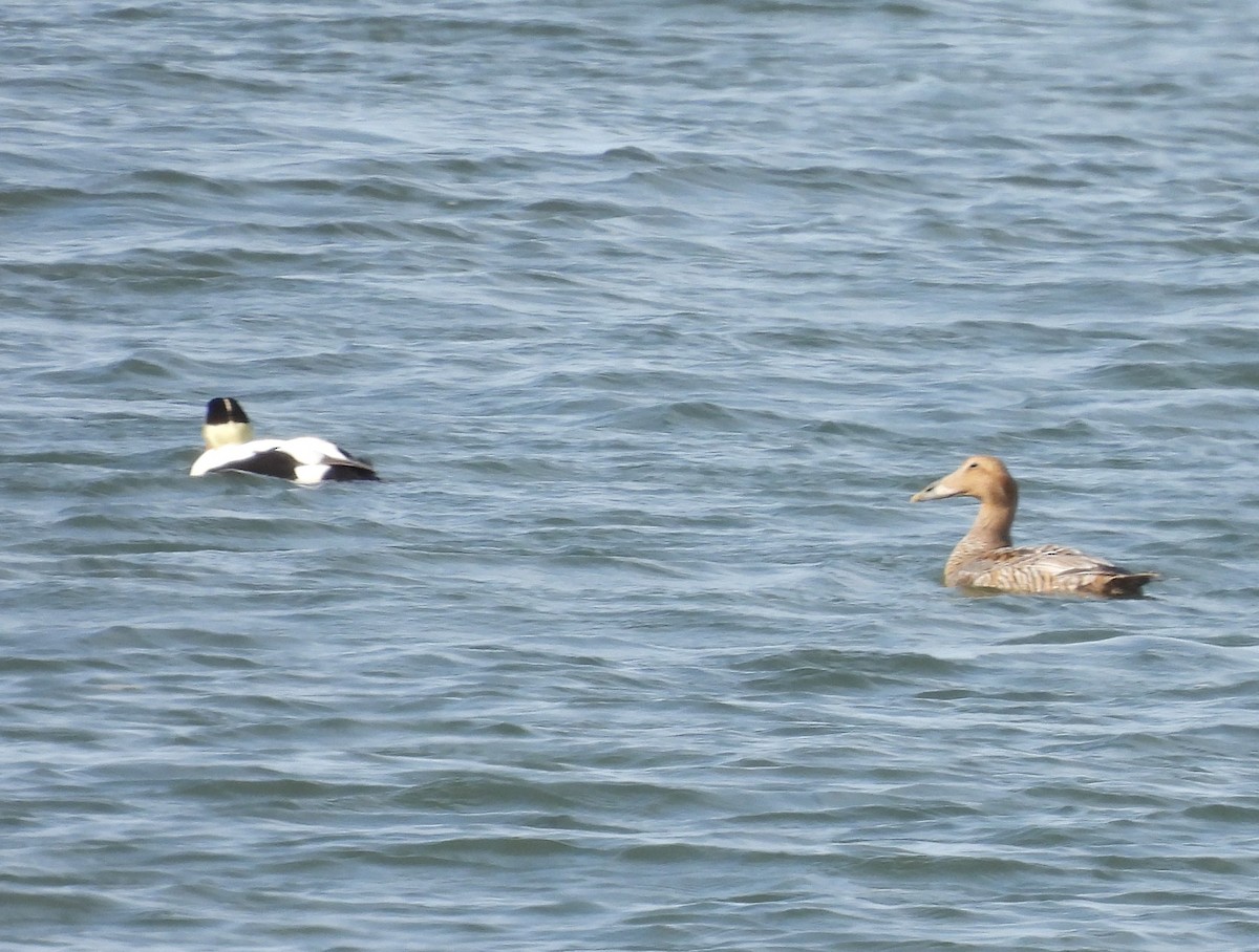 Common Eider - ML620871106