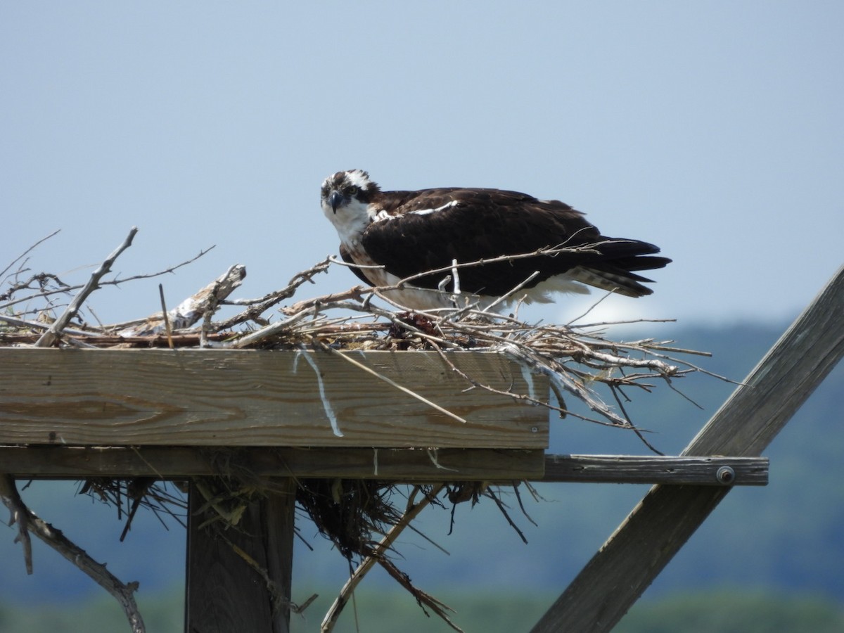 Osprey - ML620871111