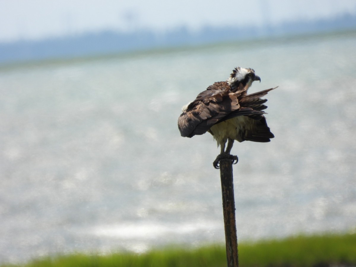 Águila Pescadora - ML620871113