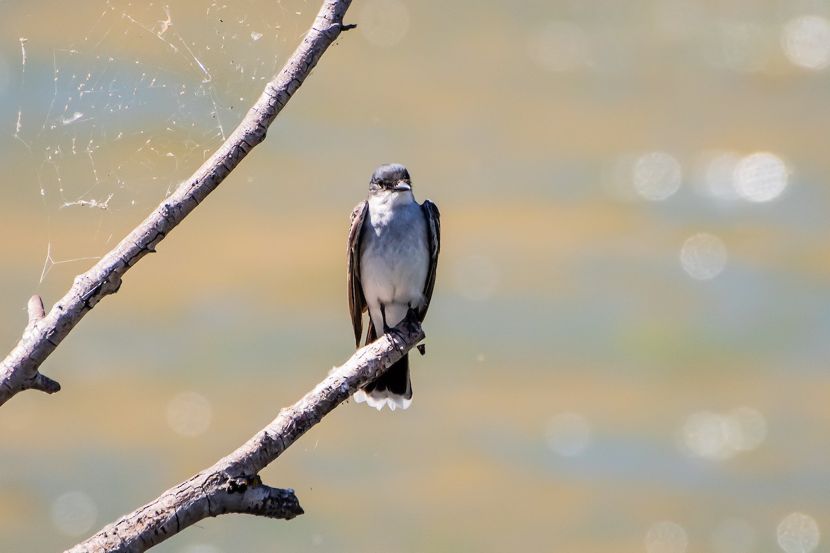 Eastern Kingbird - ML620871122