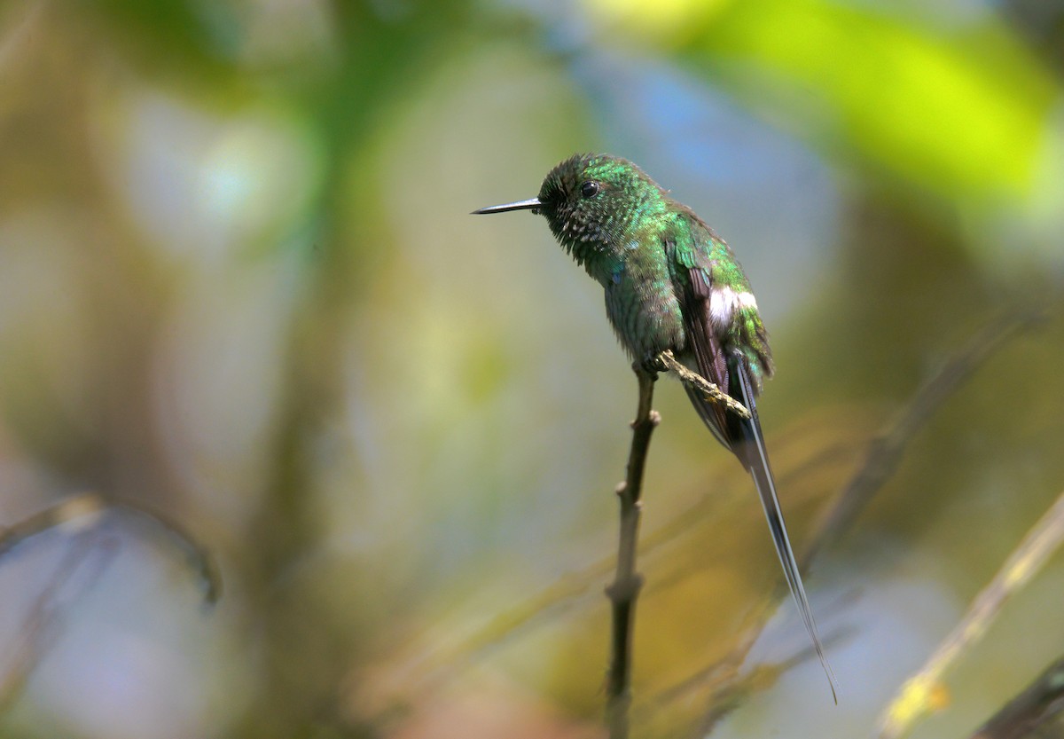 kolibřík trnoocasý - ML620871124