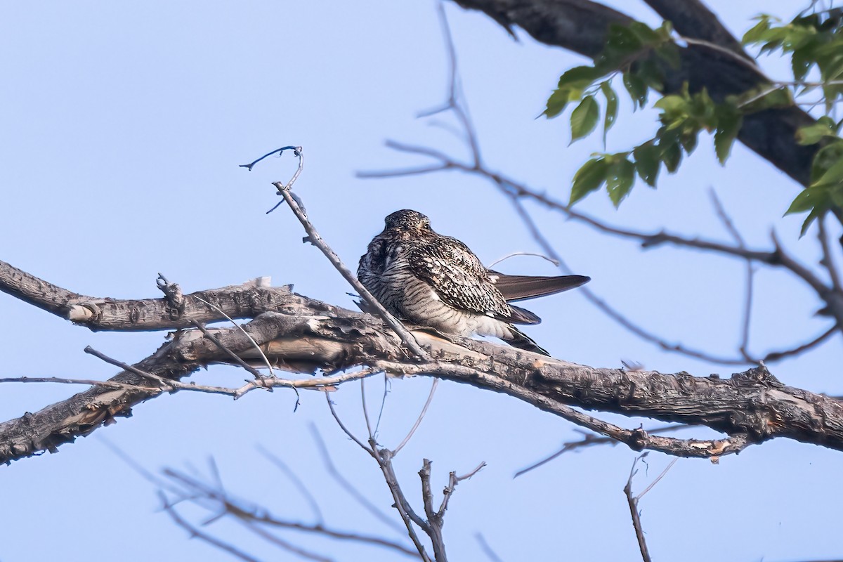 Common Nighthawk - ML620871125